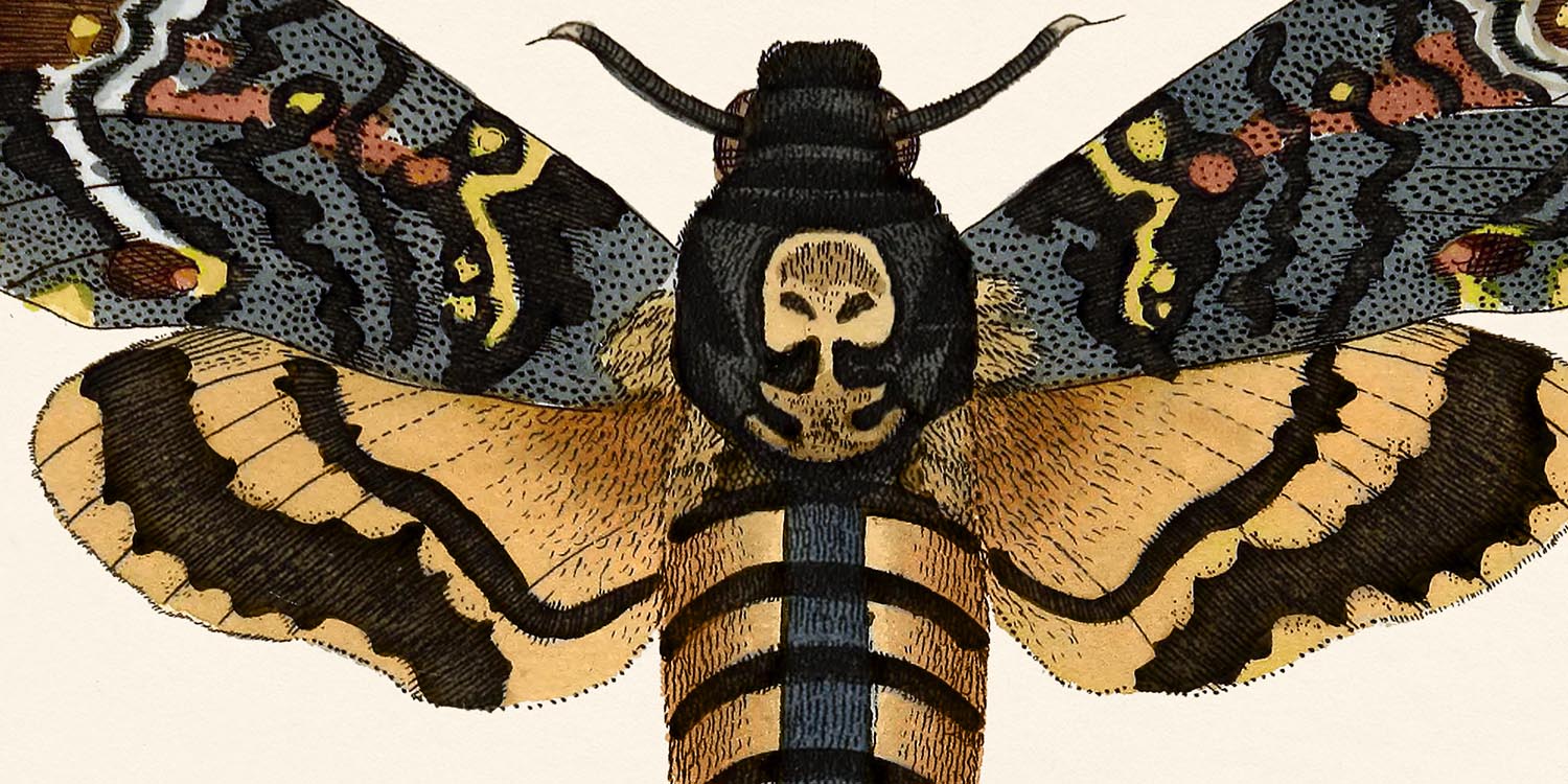 Natural History Art Prints – The Unique Maps Co.