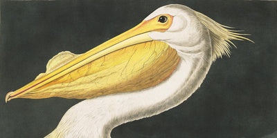 Audubon's Birds of America