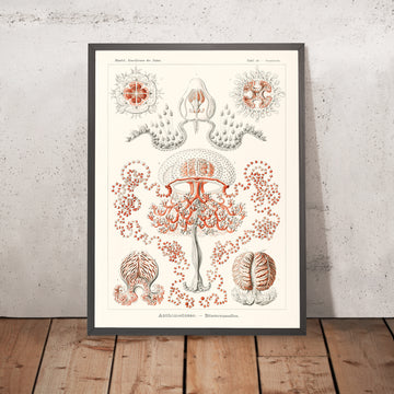 Meduse (Anthomedusae Blumenquallen) di Ernst Haeckel, 1904 