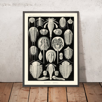 Crabe fer à cheval (Aspidonia Schildtiere) par Ernst Haeckel, 1904 