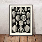 Crabe fer à cheval (Aspidonia Schildtiere) par Ernst Haeckel, 1904 