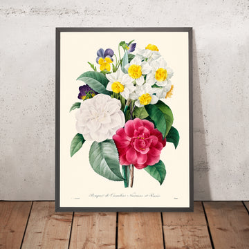 Illustrazione botanica di Camellia Narcissus di Pierre-Joseph Redouté, 1827 