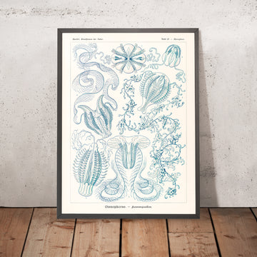 Medusas de peine (Ctenophorae Kammquallen) de Ernst Haeckel, 1904 