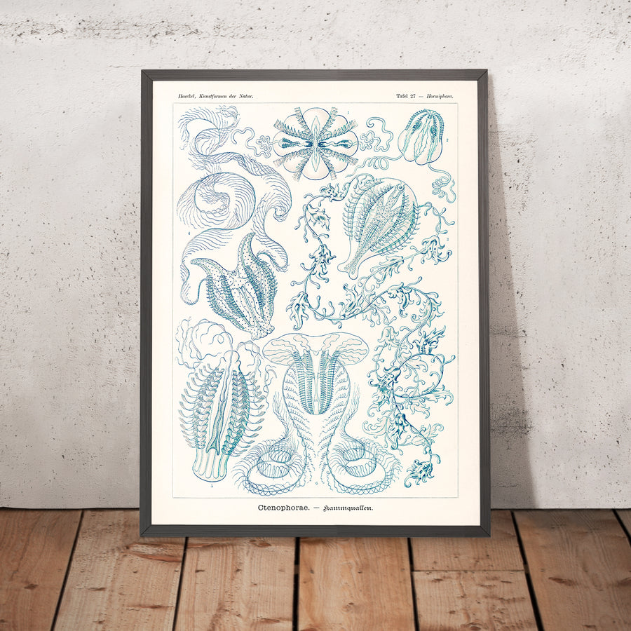 Medusa a campana (Ctenophorae Kammquallen) di Ernst Haeckel, 1904 