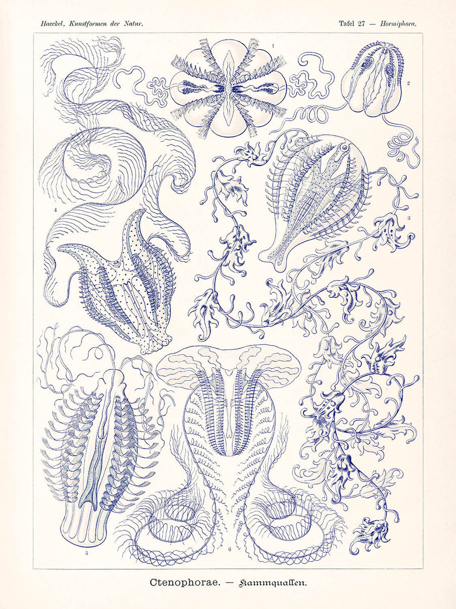 Medusa a campana (Ctenophorae Kammquallen) di Ernst Haeckel, 1904 