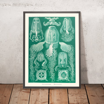 Medusa de caja (Cubomedusae Wüfelquallen) de Ernst Haeckel, 1904 