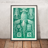 Méduse boîte (Cubomedusae Wüfrelquallen) par Ernst Haeckel, 1904 