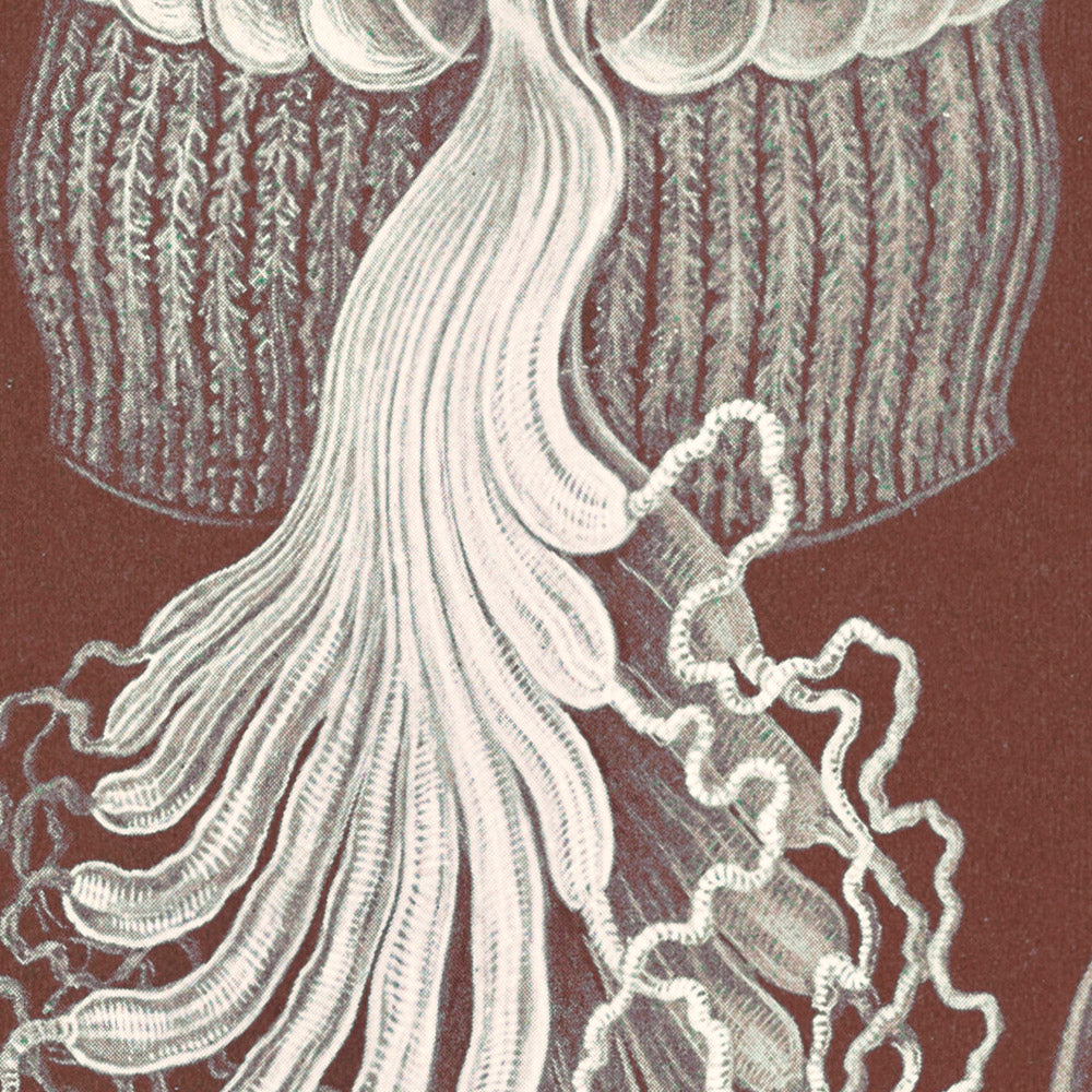 Box Jellyfish Cubomedusae W rfelquallen By Ernst Haeckel 1904 The box-jellyfish-cubomedusae-w-rfelquallen-by-ernst-haeckel-1904-the