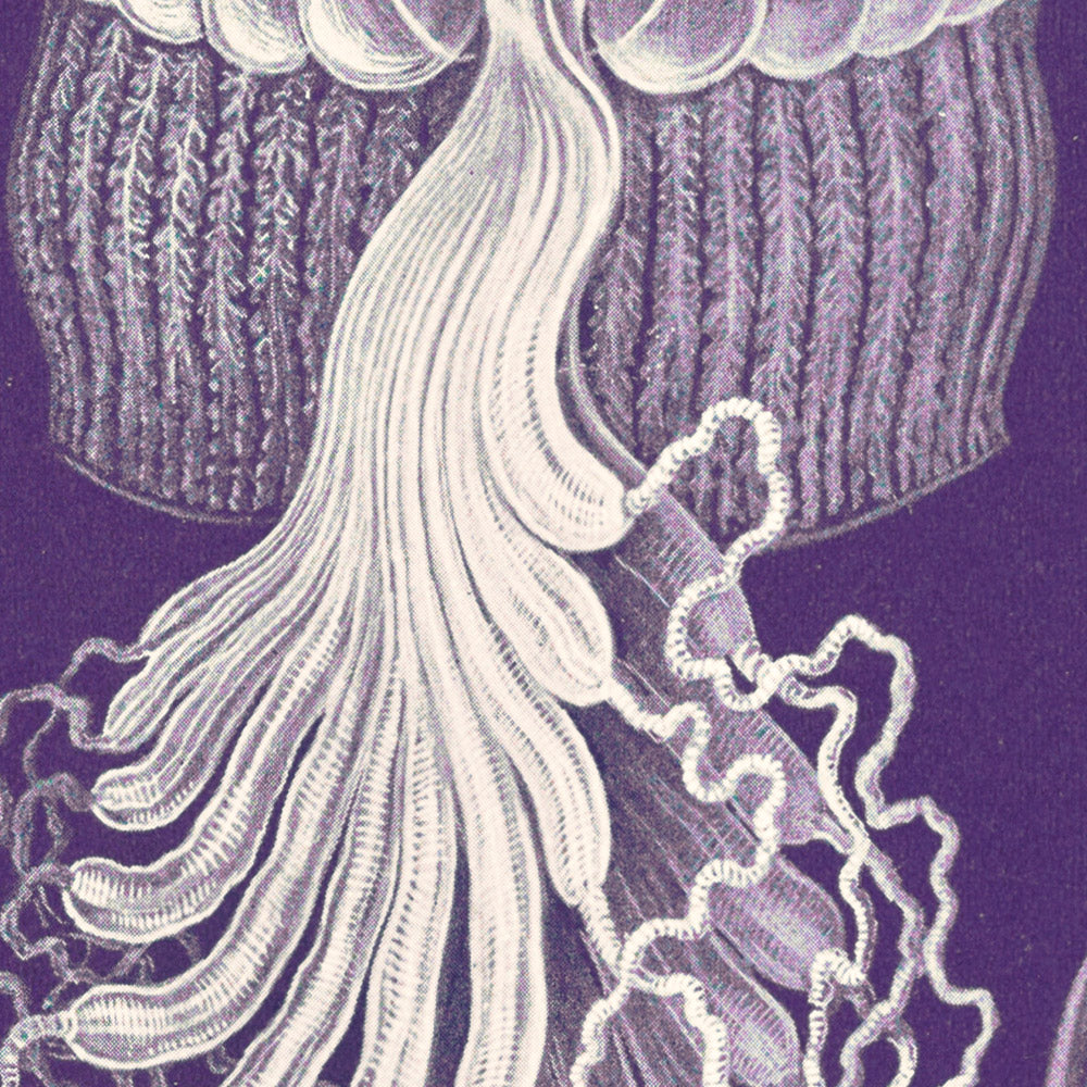 Box Jellyfish (Cubomedusae Würfelquallen) by Ernst Haeckel, 1904