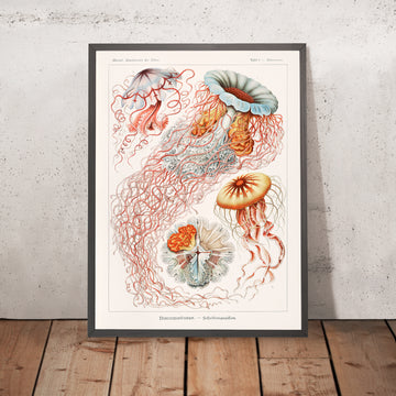 Méduse parapluie (Discomedusae Scheibenquallen) par Ernst Haeckel, 1904 