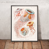 Regenschirm-Medusenqualle (Discomedusae Scheibenquallen) von Ernst Haeckel, 1904 