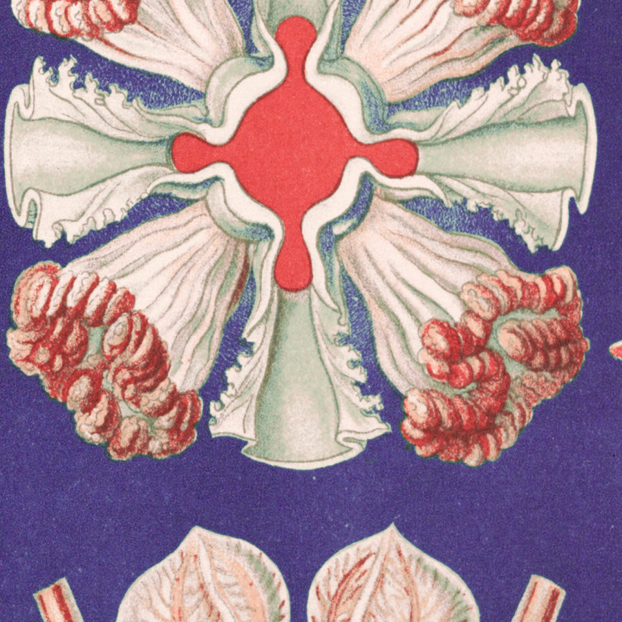 Bellissima medusa simmetrica (Discomedusae Schweibenquallen) di Ernst Haeckel, 1904 