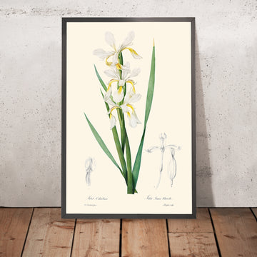 Gold-Banded Iris Botanical Illustration by Pierre-Joseph Redouté, 1827