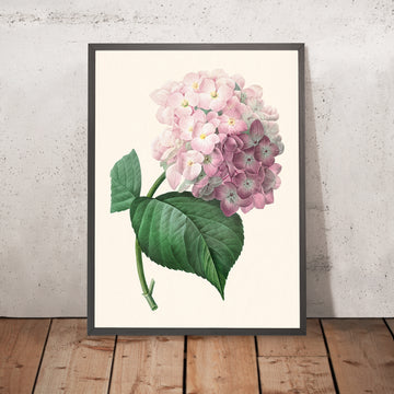 Botanische Illustration der Hortensie von Pierre-Joseph Redouté, 1827 