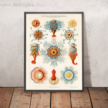 Méduse tubulaire (Hydromedusen Rohrenquallen) par Ernst Haeckel, 1904 