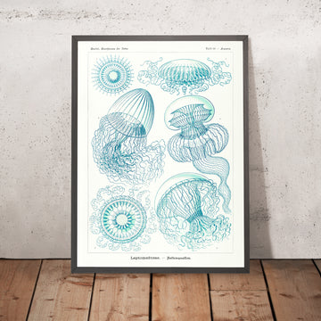 Medusa Etérea (Leptomedusae Faltenquallen) de Ernst Haeckel, 1904 