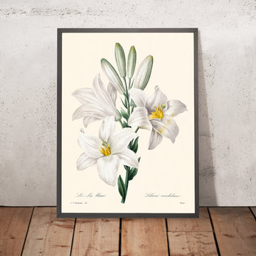 Madonna Lily Botanical Illustration by Pierre-Joseph Redouté, 1827