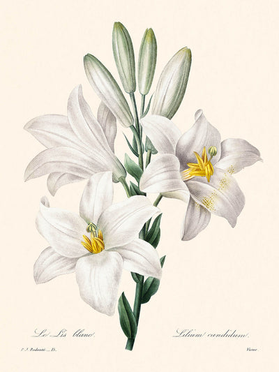 Madonna Lily Botanical Illustration by Pierre-Joseph Redouté, 1827