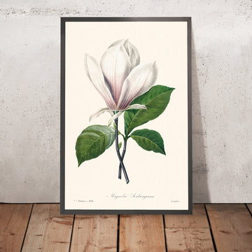 Illustration botanique de Magnolia Soulangiana par Pierre-Joseph Redouté, 1827 