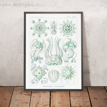 Méduse en forme de dôme (Narcomedusae Spangenquallen) par Ernst Haeckel, 1904 