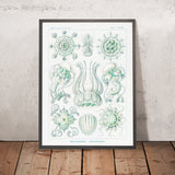 Méduse en forme de dôme (Narcomedusae Spangenquallen) par Ernst Haeckel, 1904 