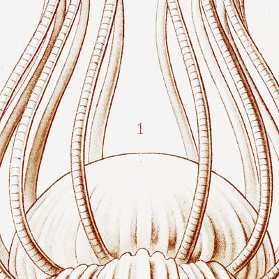 Dome Shaped Jellyfish (Narcomedusae Spangenquallen) by Ernst Haeckel, 1904