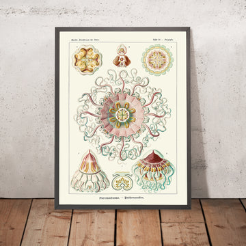 Medusas Simétricas Calmantes (Peromedusae Talchenquallen) de Ernst Haeckel, 1904 