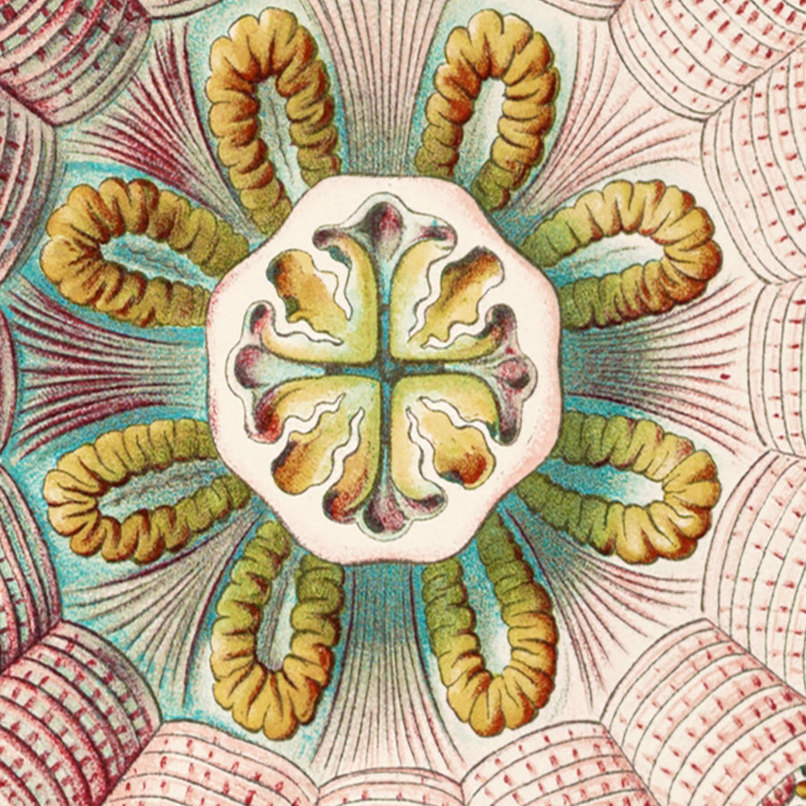 Medusa Simmetrica Rilassante (Peromedusae Talchenquallen) di Ernst Haeckel, 1904 