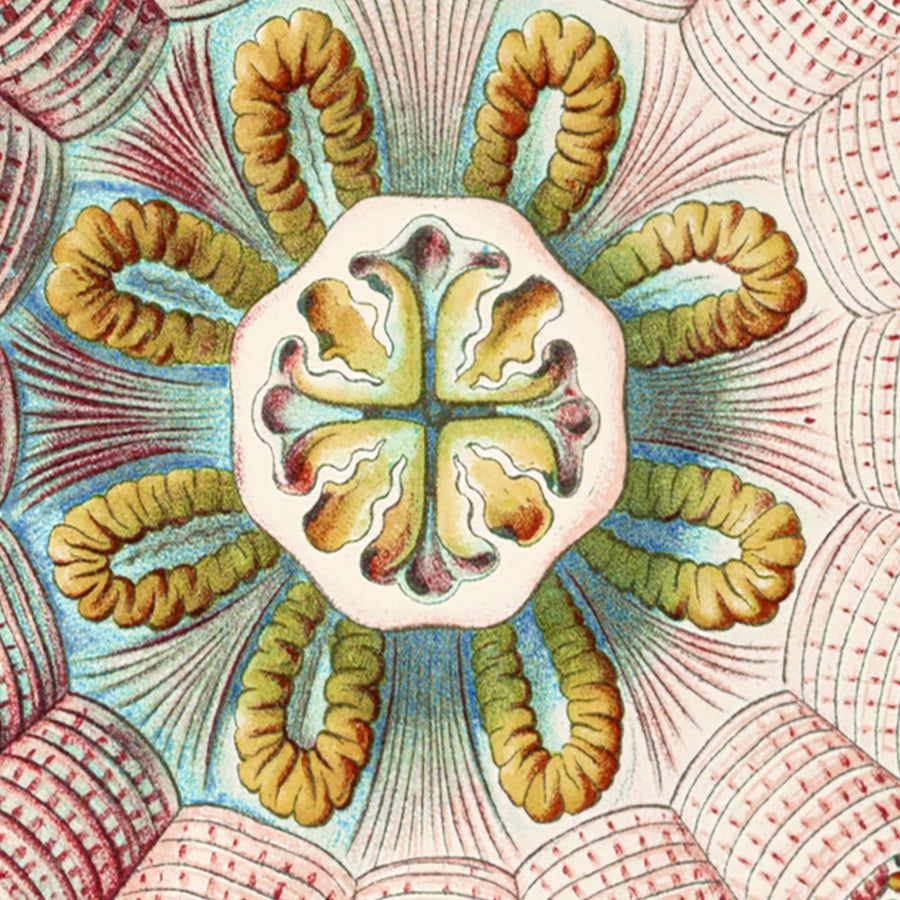 Medusa Simmetrica Rilassante (Peromedusae Talchenquallen) di Ernst Haeckel, 1904 