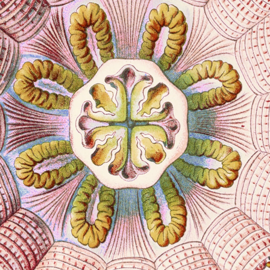 Medusa Simmetrica Rilassante (Peromedusae Talchenquallen) di Ernst Haeckel, 1904 