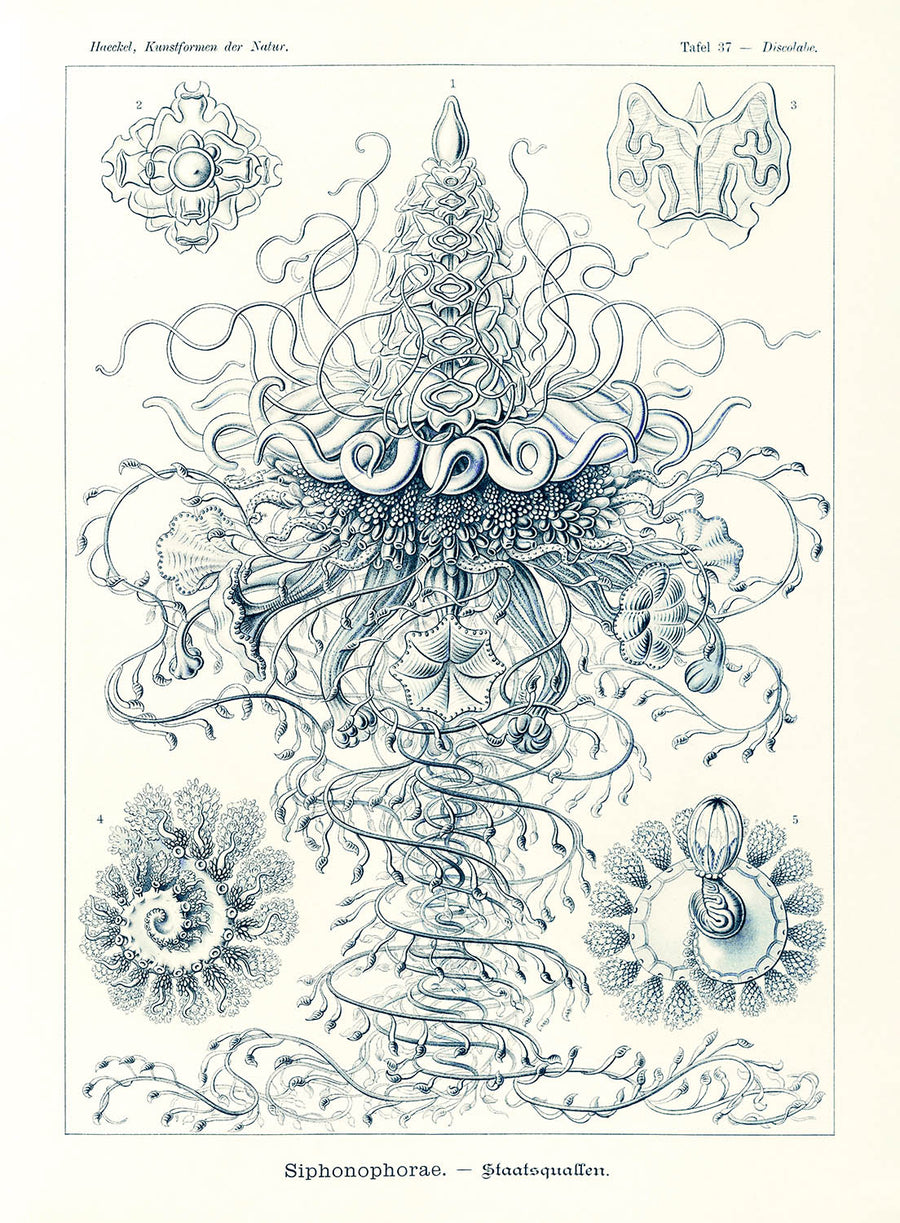 Molti Meduse Tentacolari (Siphonophorae Staatsquallen) di Ernst Haeckel, 1904 