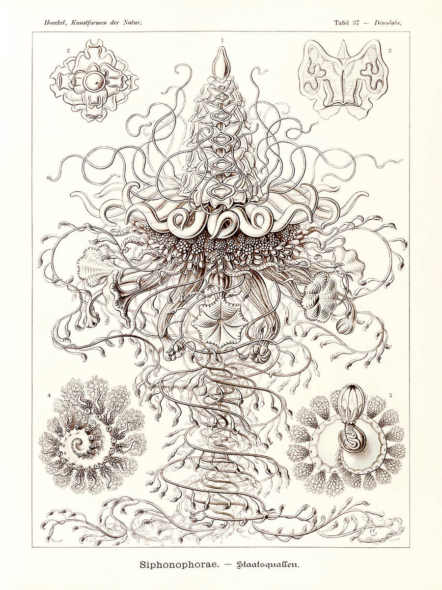 Molti Meduse Tentacolari (Siphonophorae Staatsquallen) di Ernst Haeckel, 1904 