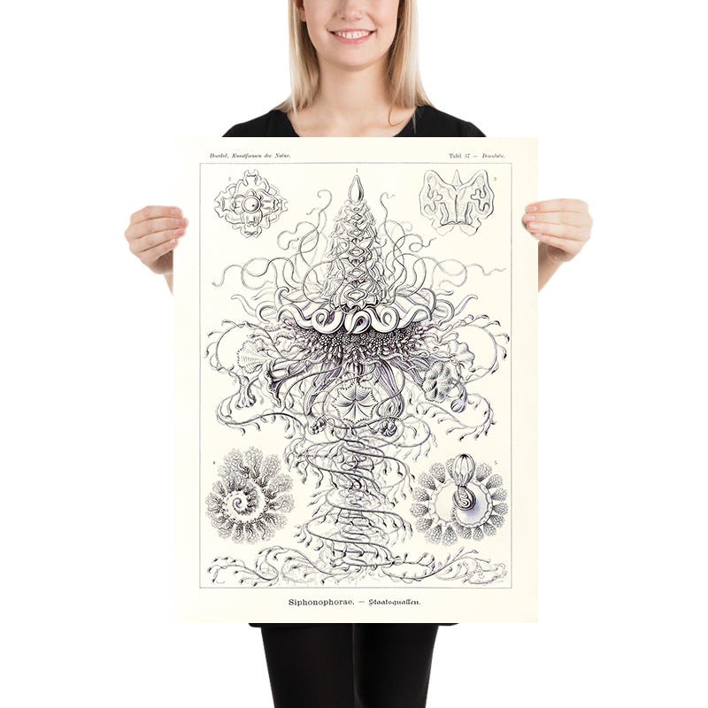 Molti Meduse Tentacolari (Siphonophorae Staatsquallen) di Ernst Haeckel, 1904 