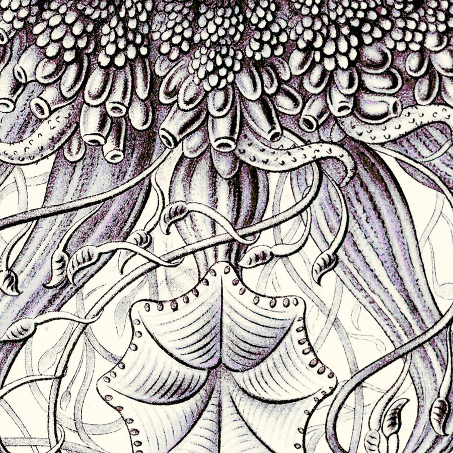 Molti Meduse Tentacolari (Siphonophorae Staatsquallen) di Ernst Haeckel, 1904 