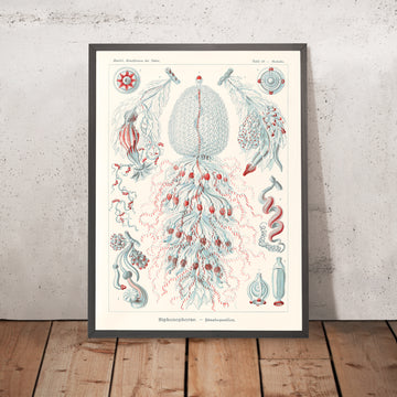 Tube Polyp Zooid (Siphonophorae Staatsquallen) par Ernst Haeckel, 1904 