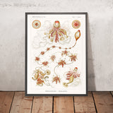 Méduse extraterrestre longue (Siphonophorae Staatsquallen) par Ernst Haeckel, 1904 