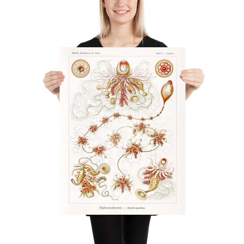 Medusa Alieno Lunga (Siphonophorae Staatsquallen) di Ernst Haeckel, 1904 