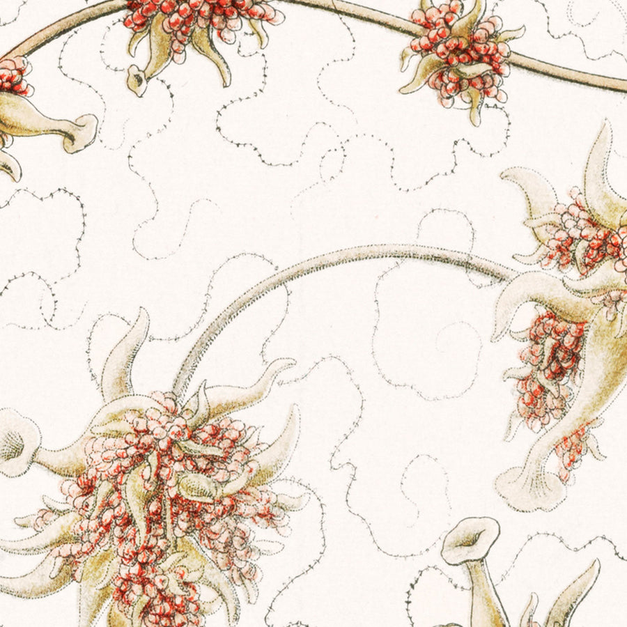 Medusa Alieno Lunga (Siphonophorae Staatsquallen) di Ernst Haeckel, 1904 