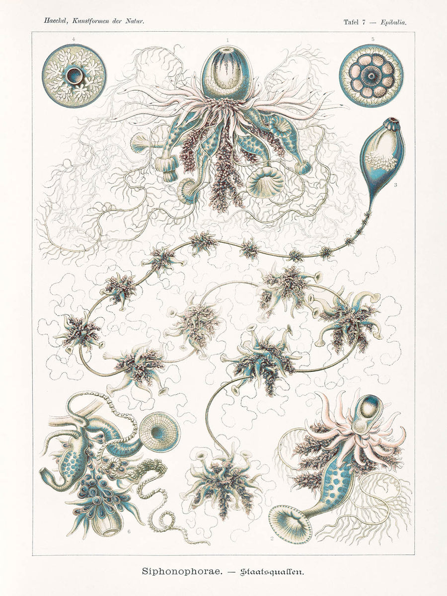 Medusa Alieno Lunga (Siphonophorae Staatsquallen) di Ernst Haeckel, 1904 
