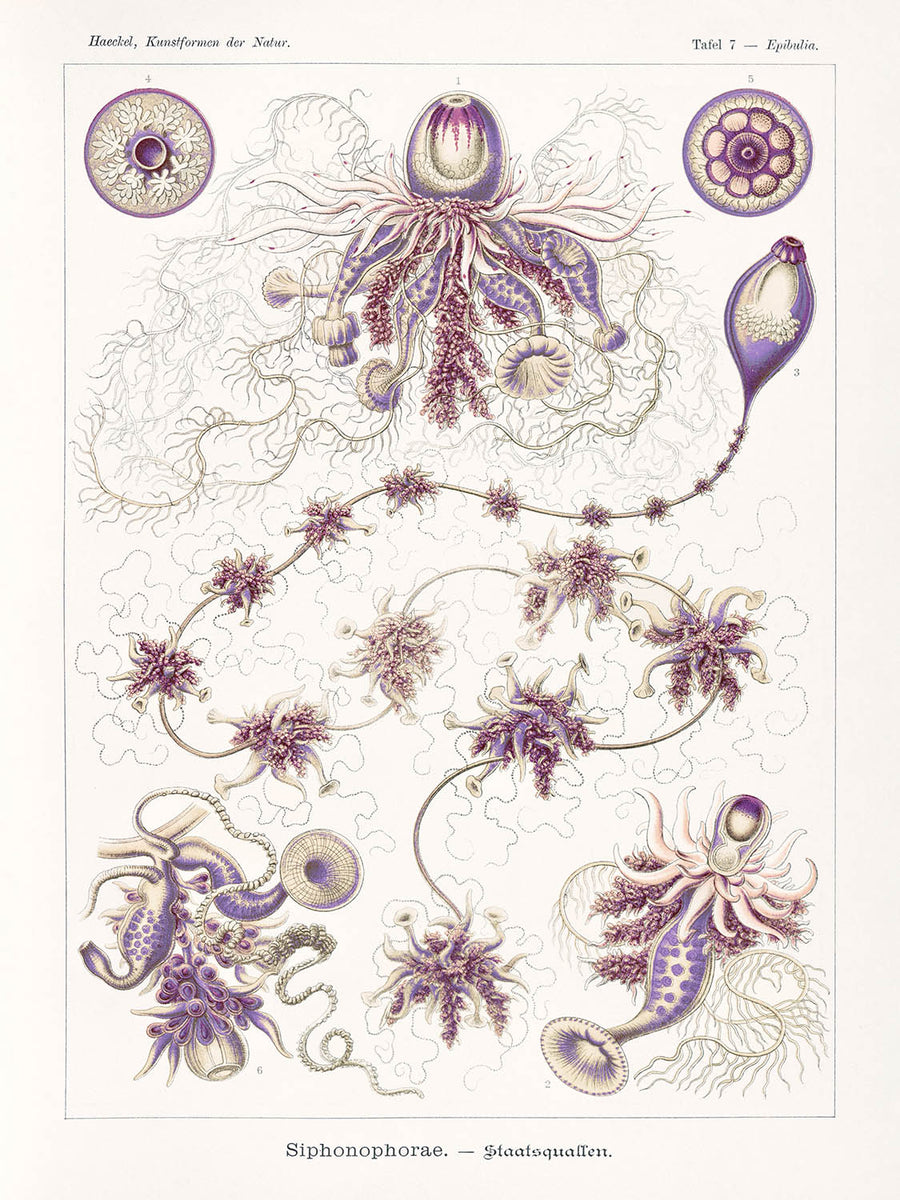 Medusa Alieno Lunga (Siphonophorae Staatsquallen) di Ernst Haeckel, 1904 