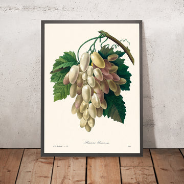 Ilustración botánica de uva blanca por Pierre-Joseph Redouté, 1827 
