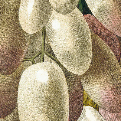 White Grape Botanical Illustration by Pierre-Joseph Redouté, 1827
