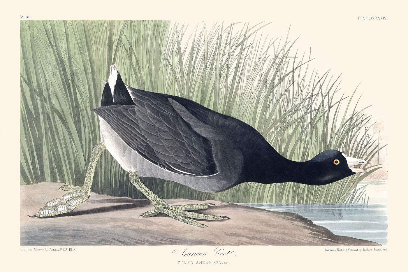 Foulque d'Amérique par John James Audubon, 1827