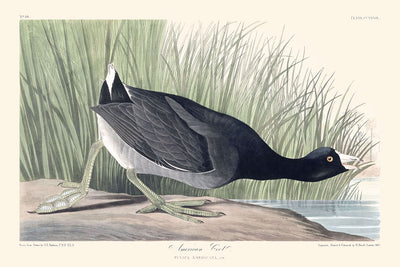 American Coot by John James Audubon, 1827