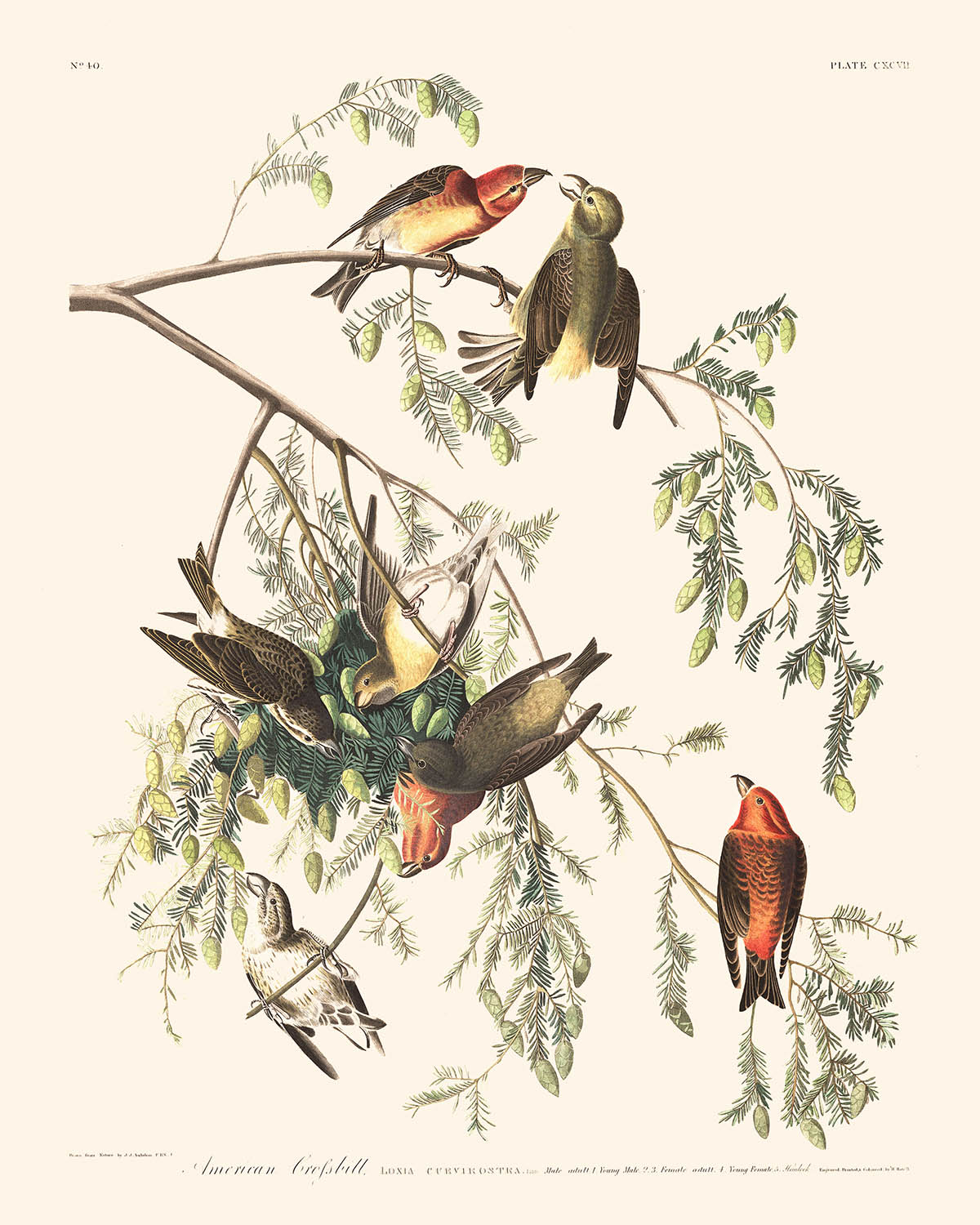 Amerikanischer Fichtenkreuzschnabel von John James Audubon, 1827