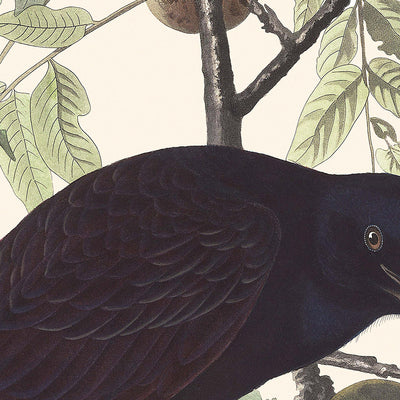 Cuervo americano, de John James Audubon, 1827