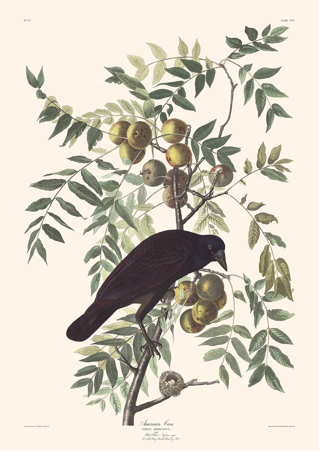 Amerikanischer Rabe von John James Audubon, 1827 