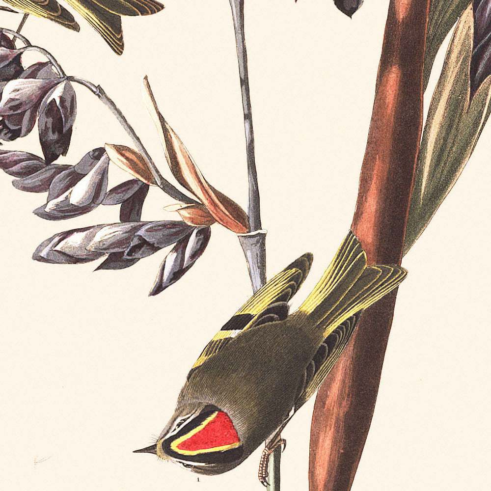 Amerikanischer Goldener Haubenzaunkönig von John James Audubon, 1827