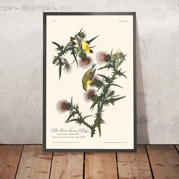 Cardellino Americano di John James Audubon, 1827 