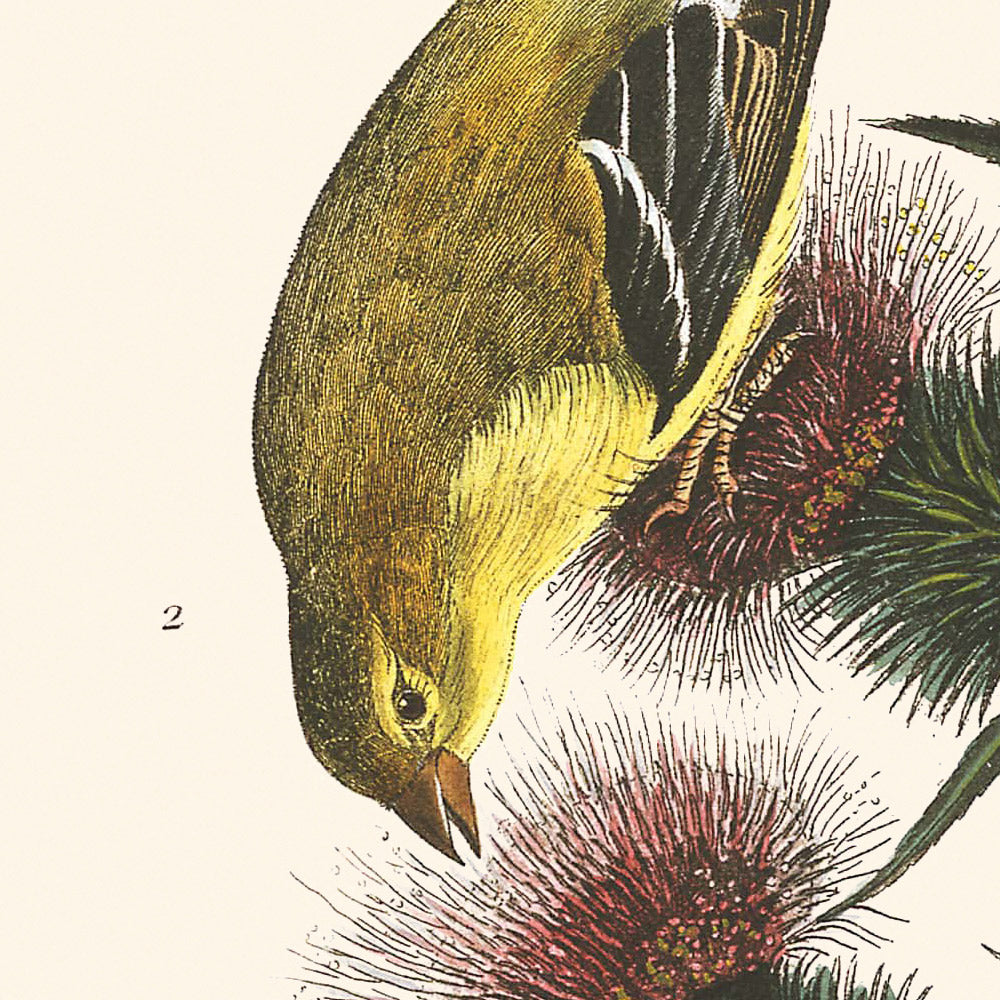 American Goldfinch by John James Audubon, 1827